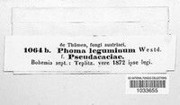 Phoma leguminum image